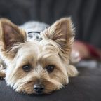 собачки, Апарт-отель Атлантис