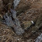 Сила Вместе, Отель Forest Hills Golf Resort By Moss