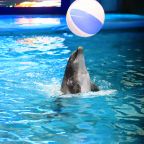 Океанариум, База отдыха Cinema Capsula Dolphin Planet