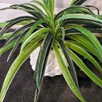 Апартаменты (Сибирь House рядом с рекой Томь), Апартаменты Сибирь House рядом с рекой Томь