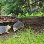 Дендропарк на территории, Коттедж Залесская дача