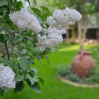 дивная сирень