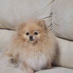 МЕЛКИЕ ПОРОДЫ СОБАК ДО 3 КГ, Апартаменты 331