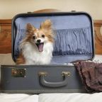 Допускается размещение домашних животных, Апартаменты 2х комнатные для 4х человек на Высоцкого