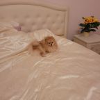 Допускается размещение домашних животных, Апартаменты 362