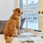 Мухтар в ожидании запуска навигации по Неве