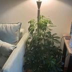 Апартаменты (Квартира на улице Генерала Петрова 4), Апартаменты Просторные у моря