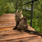 Глэмпинг в Белокурихе «11 Гор Алтая»