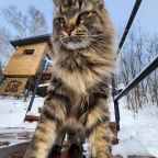 Глэмпинг в Белокурихе «11 Гор Алтая»