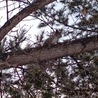 Глэмпинг в Белокурихе «11 Гор Алтая»