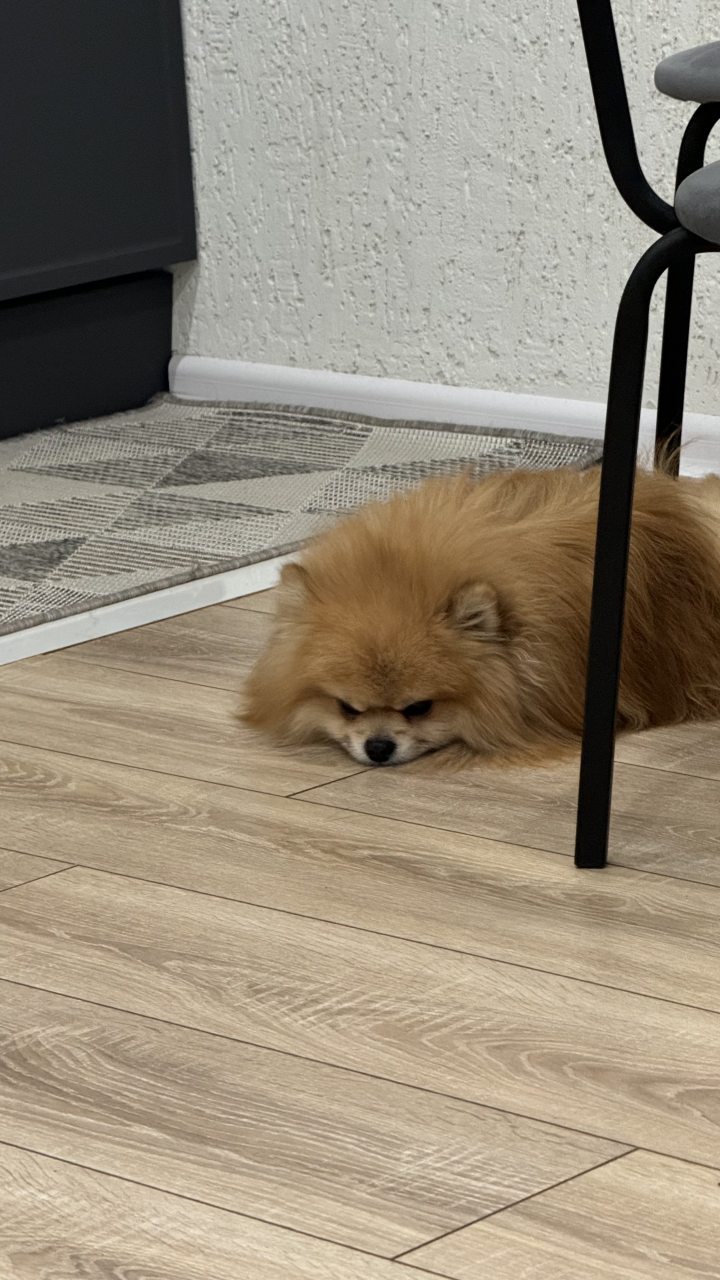 Размещение с животными