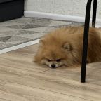 Размещение с животными