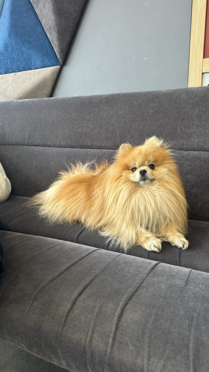 Размещение с животными