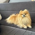 Размещение с животными