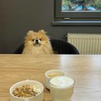 Размещение с животными