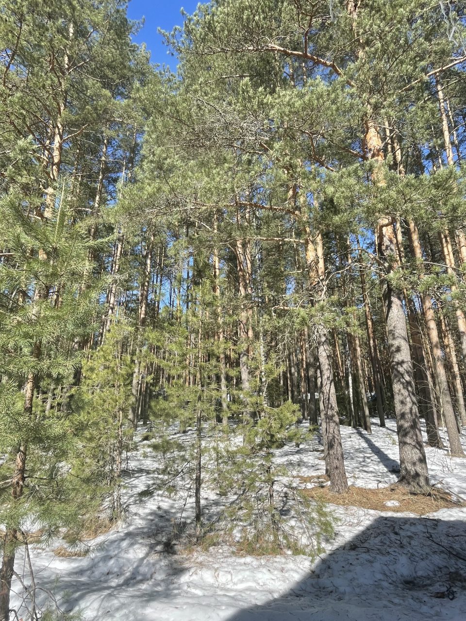 Бунгало (Тихий барн в лесу), Барнхаус в лесу