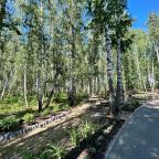 Одноместный (Однокомнатный номер), Санаторий Березовая роща