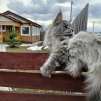 Проживание с животными, Коттедж НаИтие