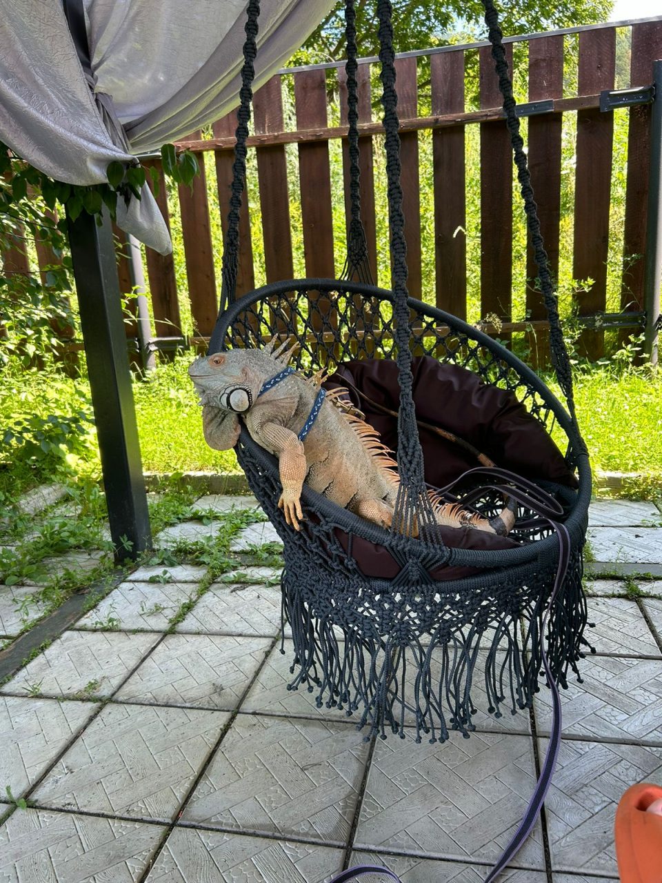 по согласованию, Гостиница Игуана