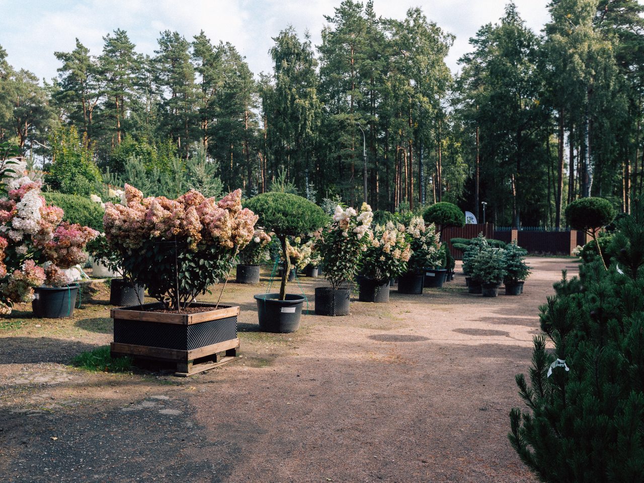 Одноместный (Одноместный номер в Комарово у Финского залива), База отдыха Дом творчества писателей