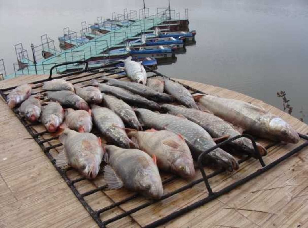Рыбная ловля, База отдыха Поплавок на Ахтубе