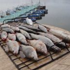 Рыбная ловля, База отдыха Поплавок на Ахтубе