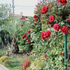 Сад, Мини-отель Планета-МОВ