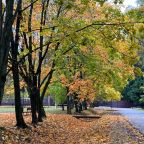 Сад, Отель Куркино