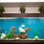 домашние животные допускаются к размещению до 5 кг