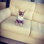 Размещение с домашними животными