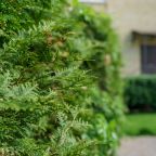 Сад, Отель Garden