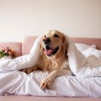 Мы рады нешумным животным до 10 кг