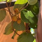 Четырехместный (Номер с двуспальной кроватью и дополнительной кроватью), Гостевой дом Лилиана