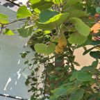 Четырехместный (Номер с двуспальной кроватью и дополнительной кроватью), Гостевой дом Лилиана