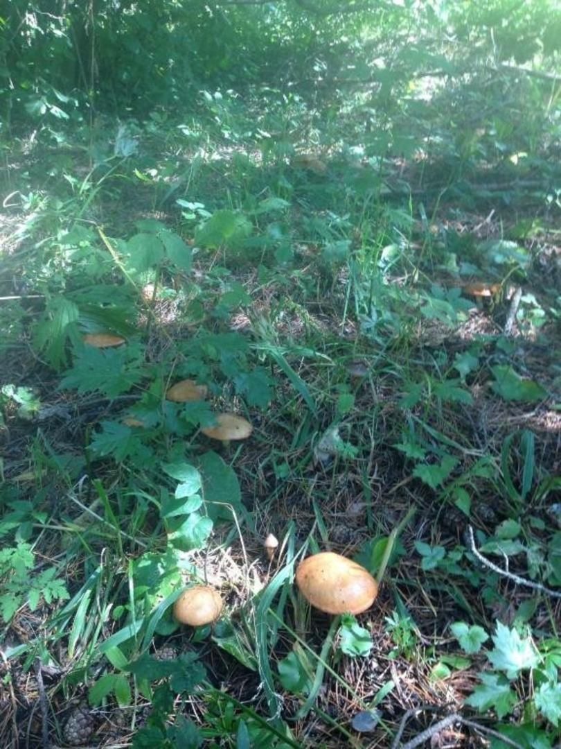 Сбор грибов и ягод, База отдыха Кишкет
