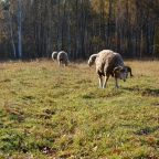 Номер (Дом с 2 спальнями), База отдыха Уктуль