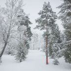 Объект находится в лесу, Коттеджный поселок Демино