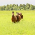 Верховая езда, Загородный комплекс Гостевое Подворье Сергиева Заводь