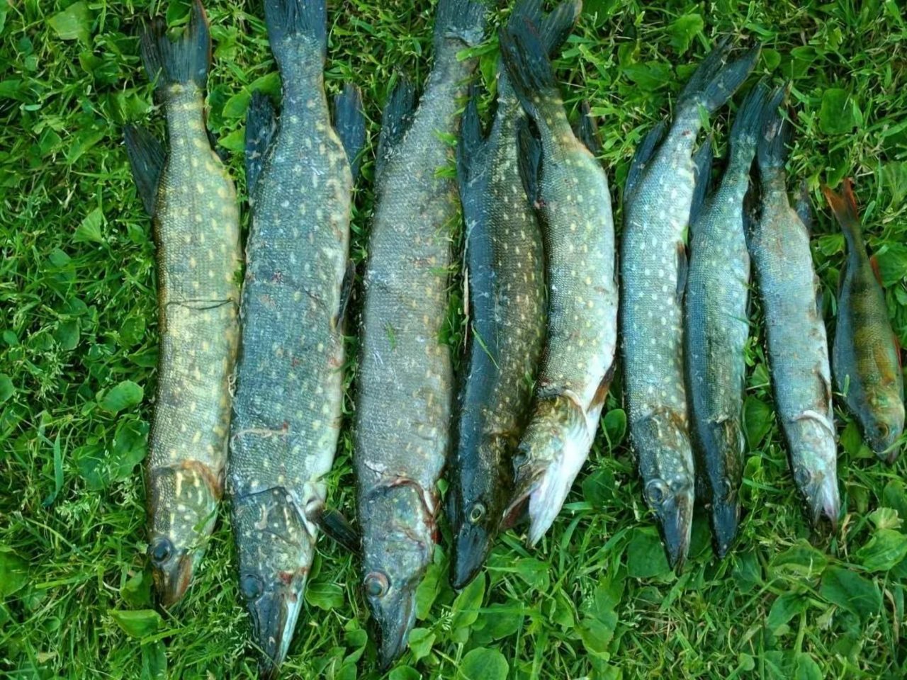 Рыбная ловля, База отдыха Ботово