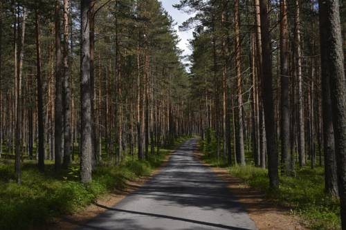 Девяткино васкелово. База Динамо Васкелово. База отдыха Динамо Васкелово. Васкелово лыжная база. Васкелово стадион.