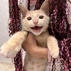 Допускается размещение домашних животных, Отель Кавказ
