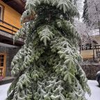 Елка на территории гостиницы