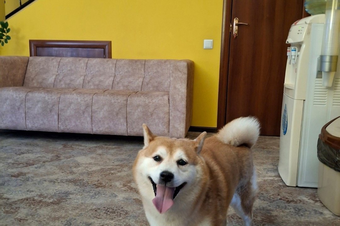 Разрешено проживание с питомцами ,за отдельную плату