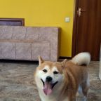 Разрешено проживание с питомцами ,за отдельную плату