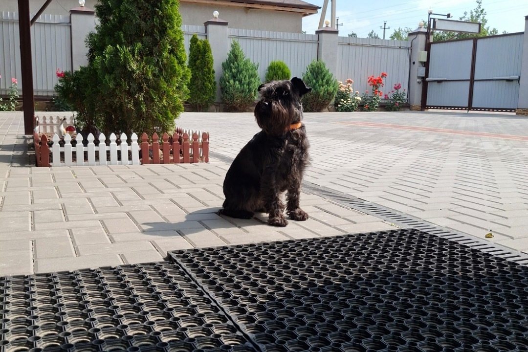 путешествия с собакой