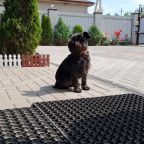 путешествия с собакой