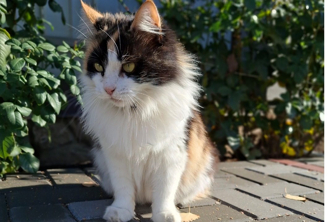 # отели с животными