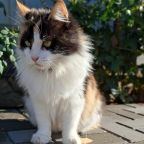 # отели с животными