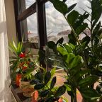 Сад, Отель Бельведер