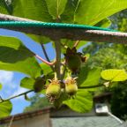 Территория гостевого дома